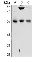 DPP2 / DPP7 Antibody