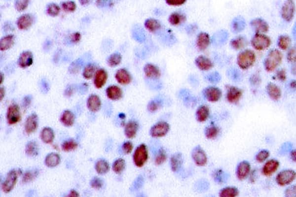 JUN / c-Jun Antibody (Gly237)