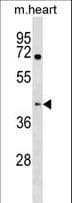 KHDRBS1 / SAM68 Antibody (aa414-443)