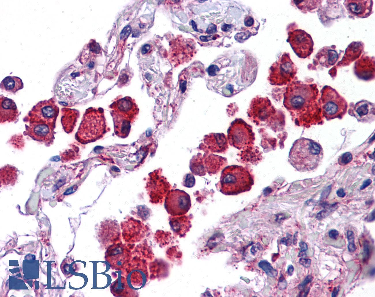 IHC-plus™ NLRP13 Antibody