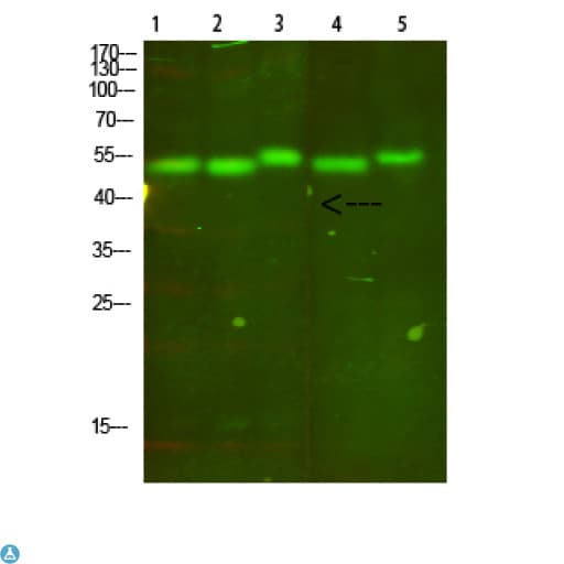 Cytochrome b Antibody