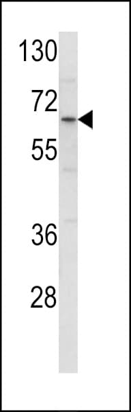 CLINT1 Antibody (aa222-249)