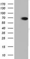 PEX5 Antibody (clone OTI6C4, Carrier-free)