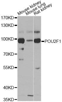 POU2F1 / OCT1 Antibody