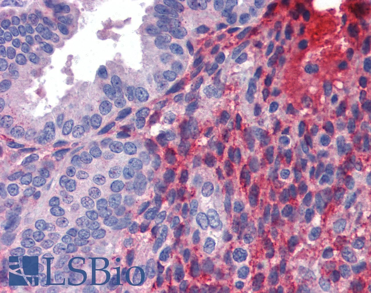 DCST1 Antibody (C-Terminus)