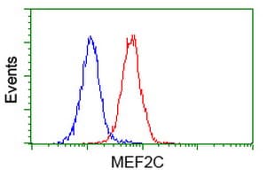 MEF2C Antibody (clone OTI4B10, Carrier-free)