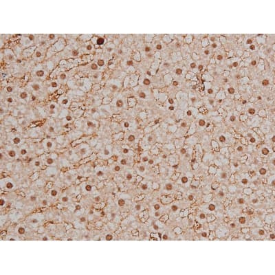 SP1 Antibody (phospho-Thr453)