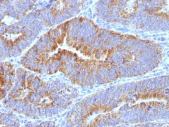 TF Antigen Antibody (clone SPM320, Azide-free, BSA-free)