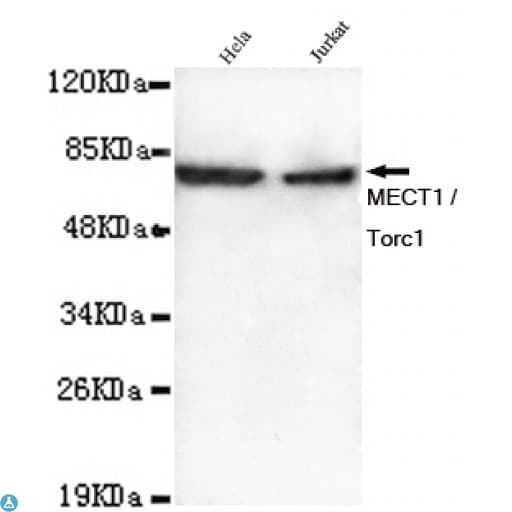 CRTC1 / MECT1 / TORC1 Antibody
