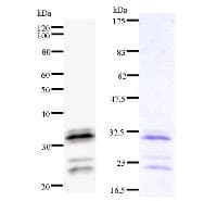 HOXA9 Antibody (clone HOX5I043)