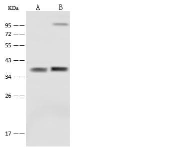 Polyclonal Rabbit anti-Mouse SFXN5 / Sideroflexin 5 Antibody (WB)