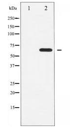 CCNB1 / Cyclin B1 Antibody