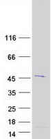 Human FAM102A Protein (Recombinant Myc-DDK (Flag))
