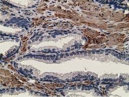 CCNB1IP1 Antibody (clone OTI4H3, Carrier-free)