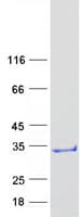 Human C4orf33 Protein (Recombinant Myc-DDK (Flag))