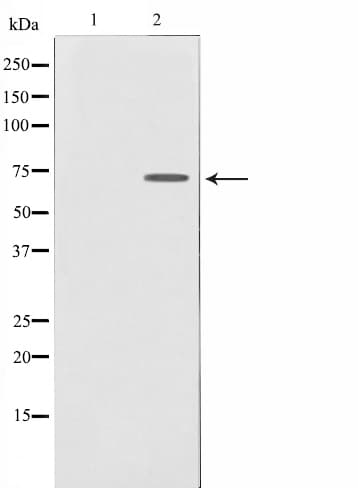 DYRK1B Antibody