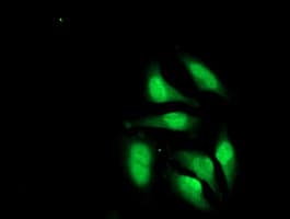 CRY2 Antibody (clone OTI1H5)