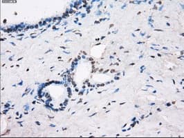 FCGR2 / CD32 Antibody (clone OTI16D6)