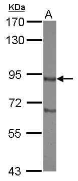 DISC1 Antibody (C-Terminus)