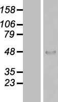 ZNF174 Protein (Over-Expression Lysate Myc-DDK (Flag))