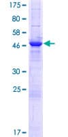 Human LRRC57 Protein (Recombinant GST)