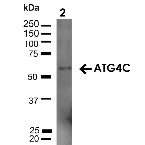 AUTL1 / ATG4C Antibody