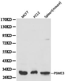 PSME3 Antibody