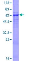Human AMICA / JAML Protein (Recombinant GST)