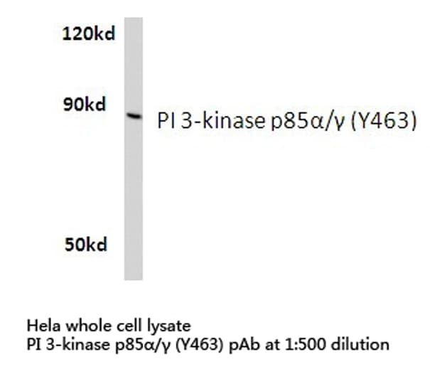 PI3K Alpha+Gamma Antibody (Tyr463)
