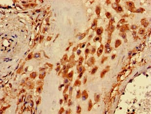 GPI3 / PIGA Antibody
