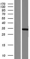 PHOSPHO1 Protein (Over-Expression Lysate Myc-DDK (Flag))