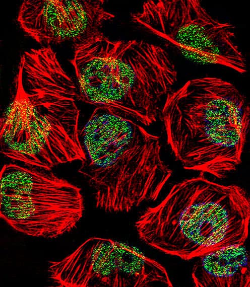 TBP / GTF2D Antibody (aa210-239)