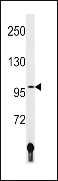 LIG4 / DNA Ligase IV Antibody (aa239-267)