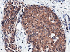 CBWD1 Antibody (clone OTI3F9)