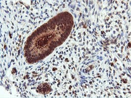 DUSP23 Antibody (clone OTI3C10)