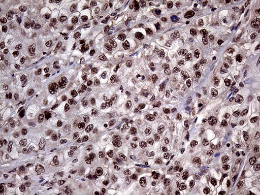 LHX4 Antibody (aa1-260, clone OTI1C7)