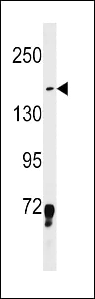 LMO7 Antibody (aa616-644)