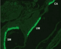 Monoclonal Mouse anti-Human OTOF / Otoferlin Antibody (clone 13A9, IF, WB)