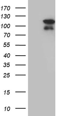 ELF4 / MEF Antibody (aa83-345, clone OTI4A3)