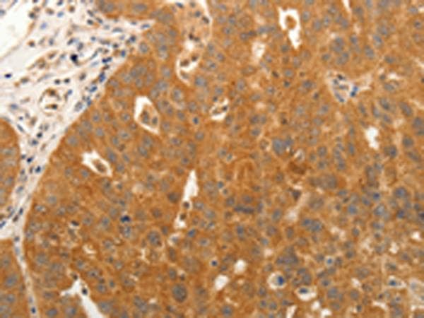 CD144 / CDH5 / VE Cadherin Antibody