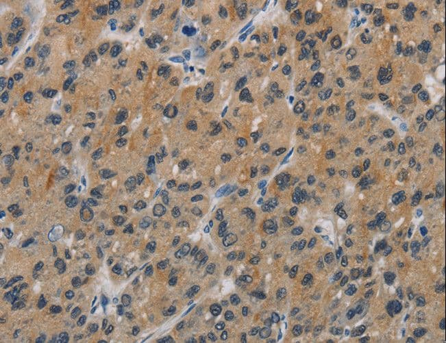 CASP9 / Caspase 9 Antibody