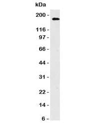 NCAM / CD56 Antibody (clone CDLA56, Azide-free, BSA-free)