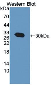 CACYBP Antibody (aa2-228, APC)