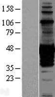 CDC42EP1 / CEP1 Protein (Over-Expression Lysate Myc-DDK (Flag))