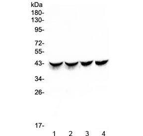 Polyclonal Rabbit anti-Mouse TNNT2 / CTNT Antibody (WB)