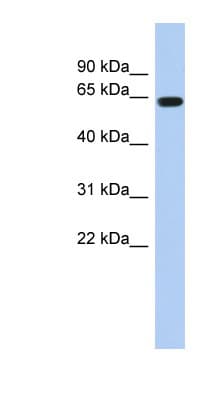 Polyclonal Rabbit anti-Human AML1 / RUNX1 Antibody (aa251-300, WB)