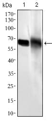 ALPI / Alkaline Phosphatase Antibody (aa397-458, clone 3B10E7)