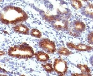 MUC6 / MUC-6 Antibody (clone MUCN6-1)