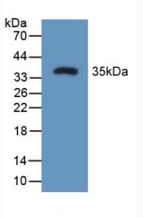 SPP1 / Osteopontin Antibody