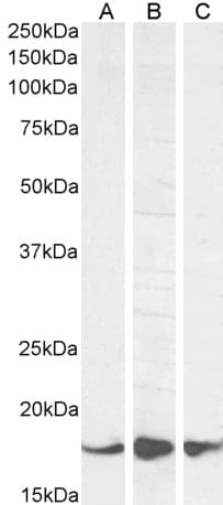 IHC-plus™ Polyclonal Goat anti-Human AIF1 / IBA1 Antibody (aa149-161, IHC, WB)